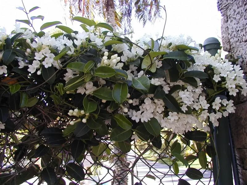 Stephanotis Wall.jpg