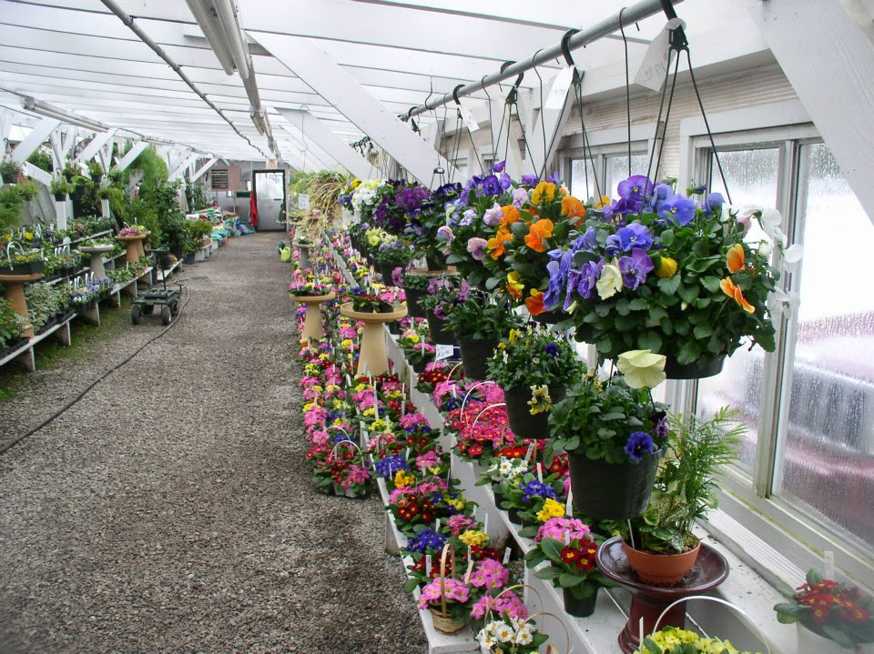 Our pansies will be in full bloom in all sizes and colors, from 4" pots to six packs to hanging baskets.
