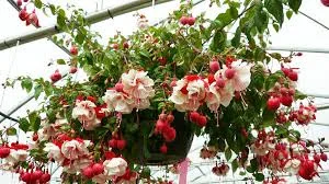 MothersDay Fuchsia.jpg