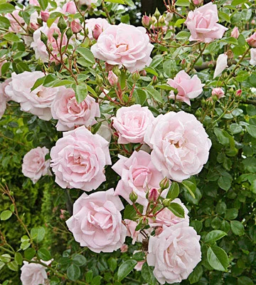 Fairy Rose