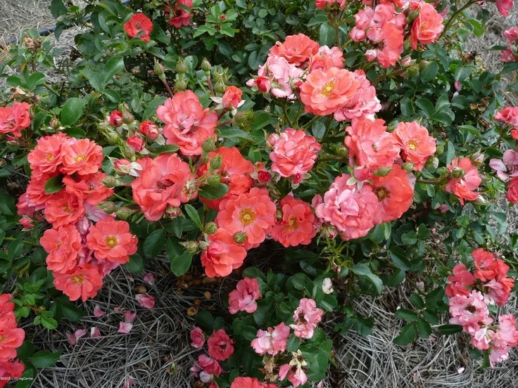 Coral Drift