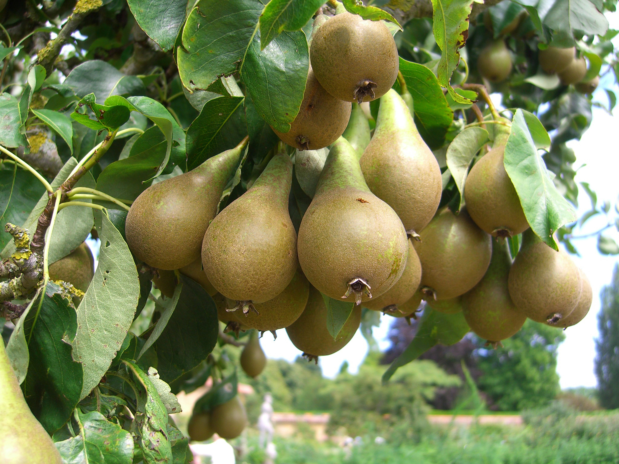 Árboles frutales de tamaño completo