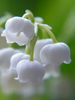 May - Lily of the valley