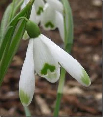 January - Snowdrop