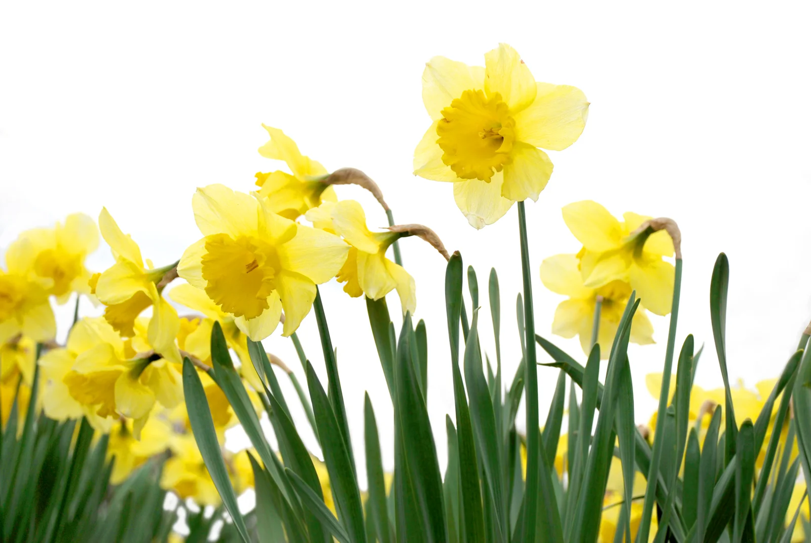 March - Daffodil