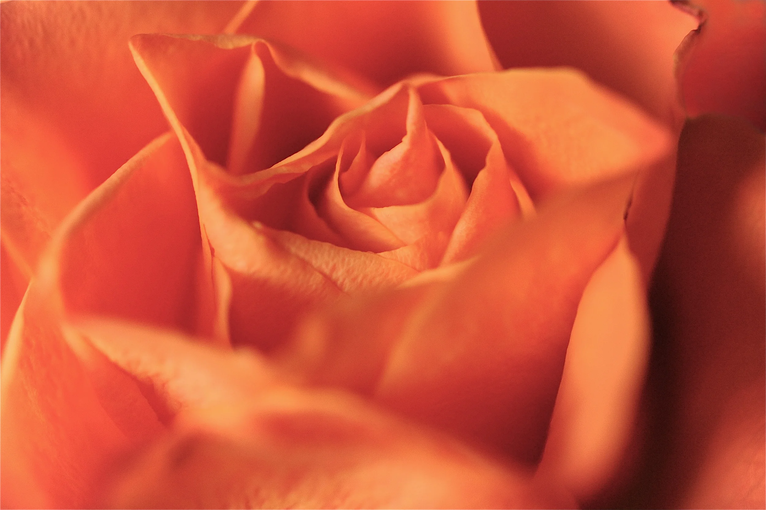 June - Rose