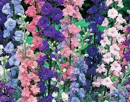 July - Larkspur