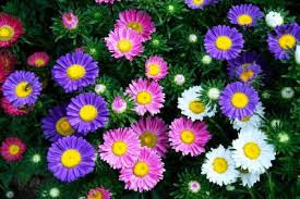 September - Aster