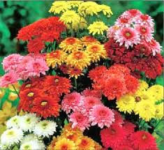 November - Chrysanthemums