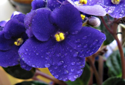 February - African Violet
