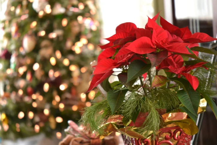 Christmas at House by the side of the road .jpg