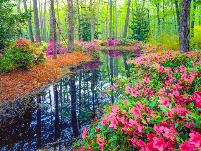 Spring is in the air.jpeg