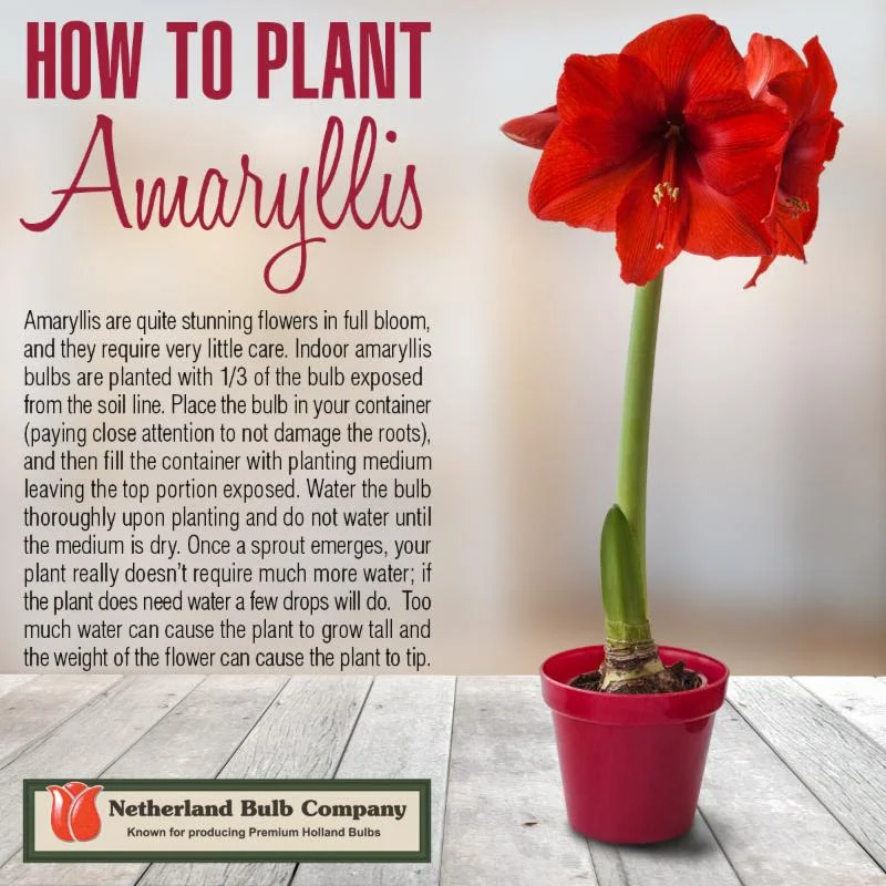 Amaryllis 2 House by the side of the road.jpg