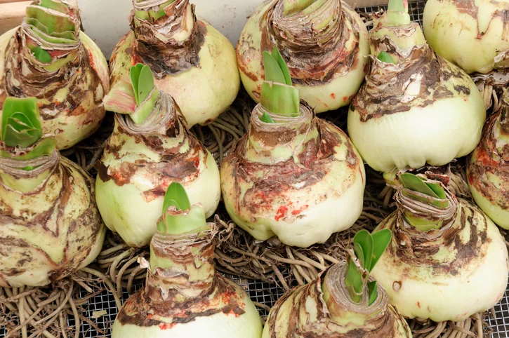 Amaryllis-Bulbs-184329209_726x482.jpeg