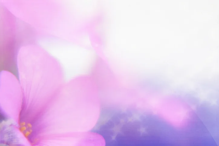 African-Violet-90399316.jpeg