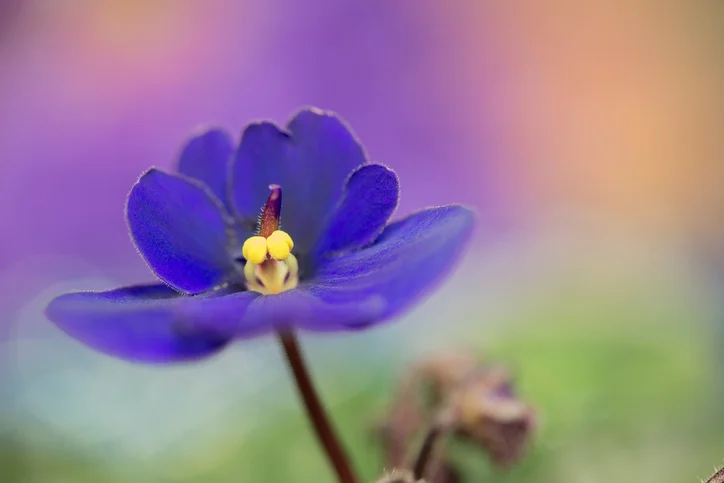Purple-African-Violet-661990626_726x484.jpeg
