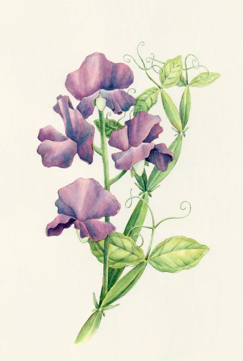 Sweet-Peas-174654971.jpeg