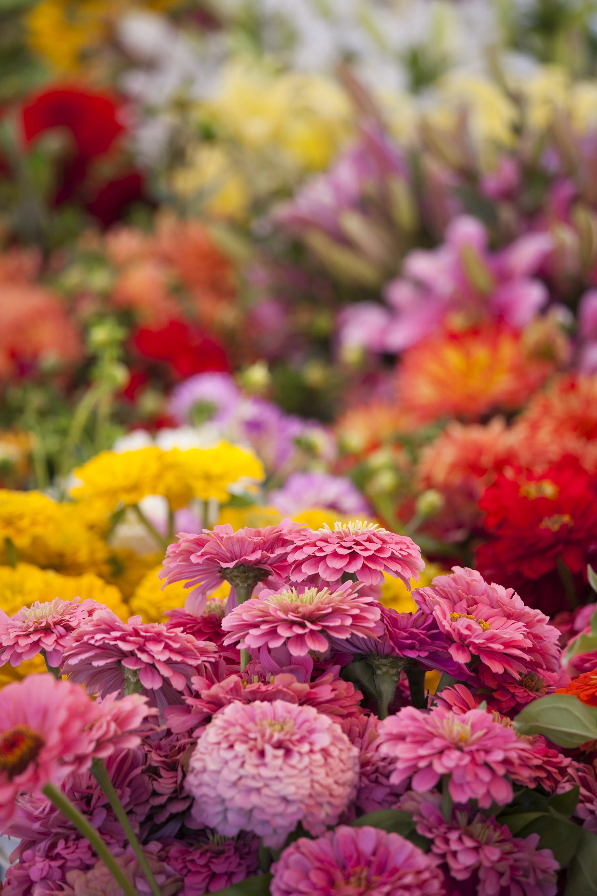 Fresh-Spring-Bouquet-of-Flowers-at-Farmers-Market-182446786_3744x5616.jpeg