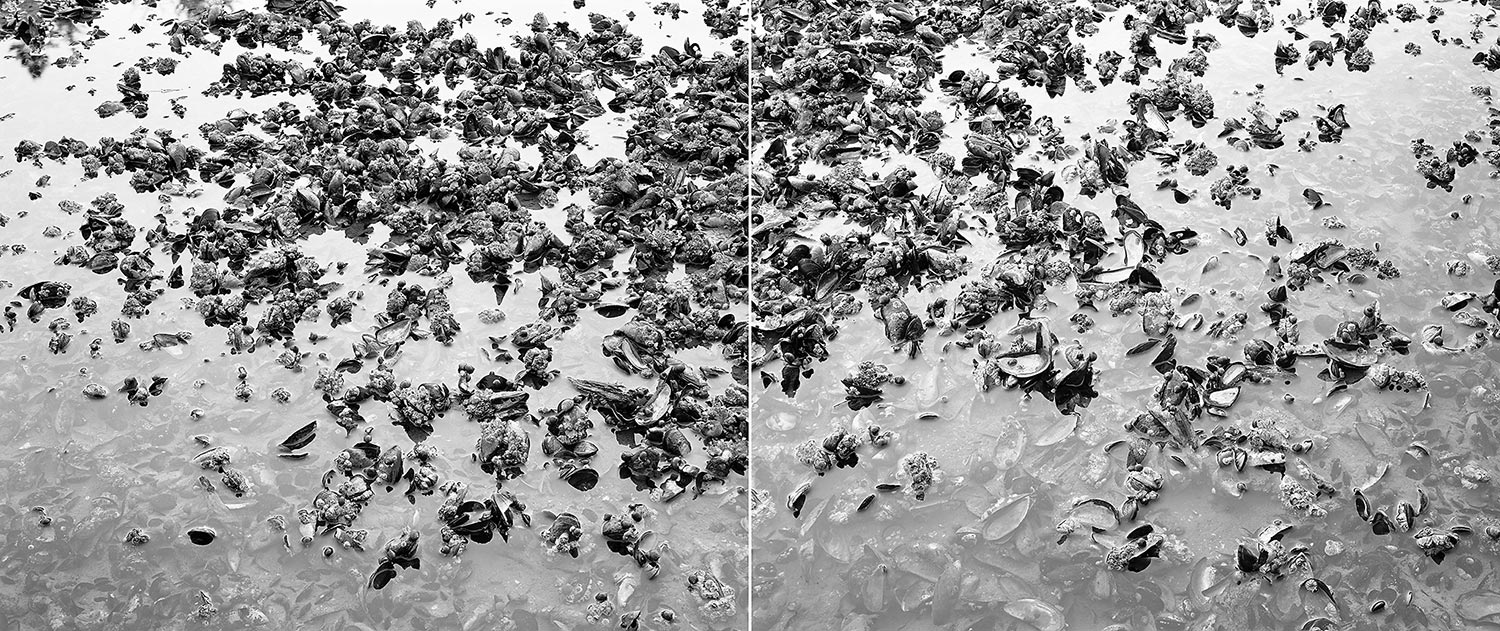 Mussels Diptych