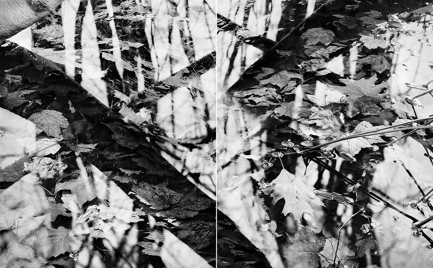 Leaves & Branches Diptych