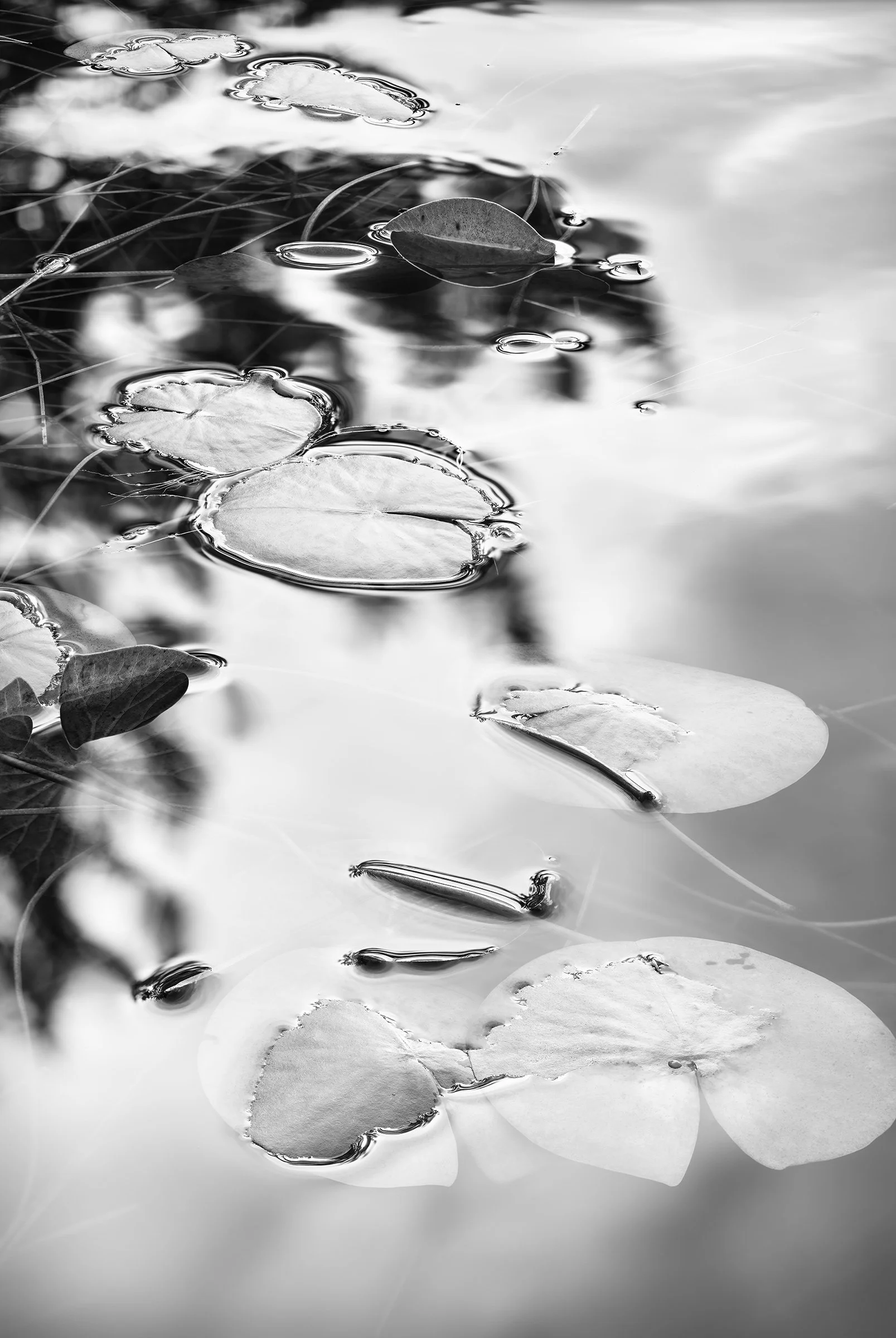 Acadia 2024, Untitled IV