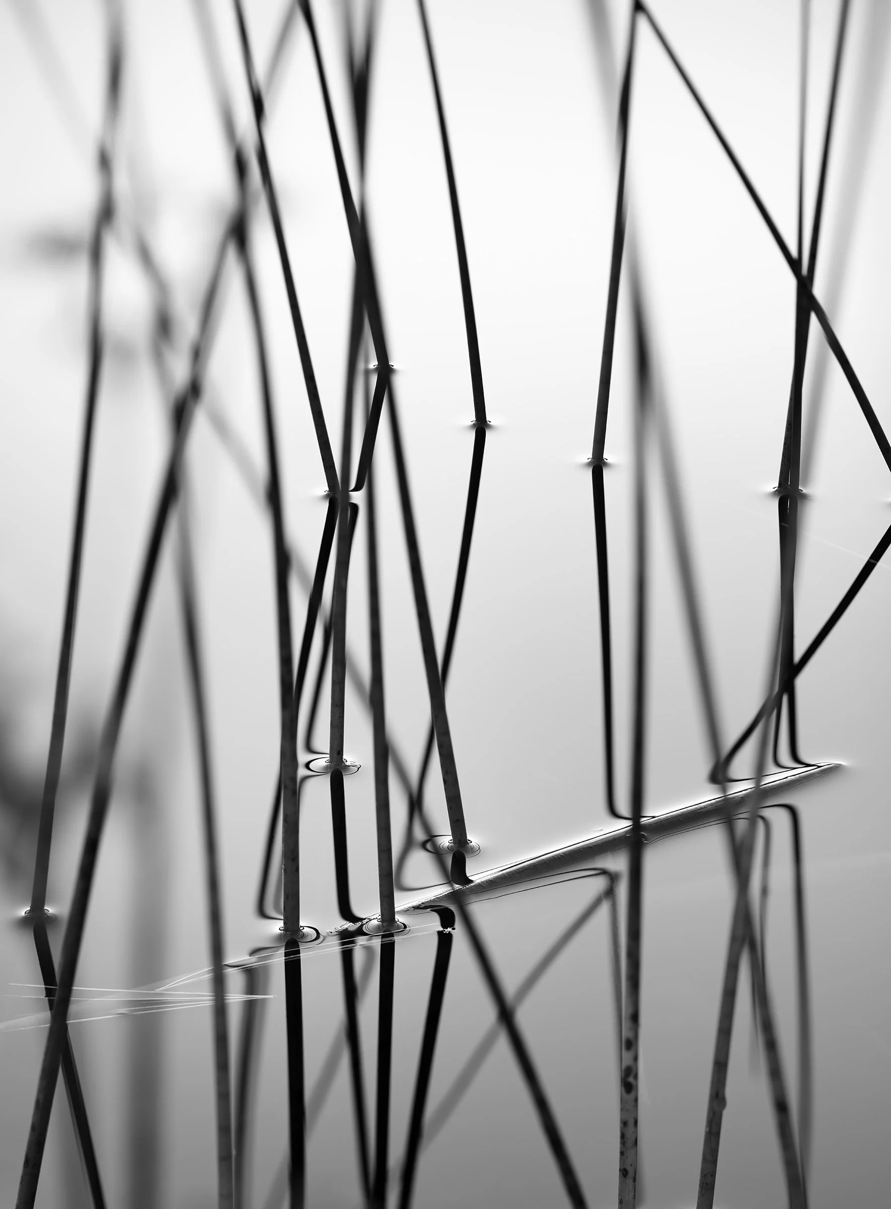 Acadia 2024, Untitled VII