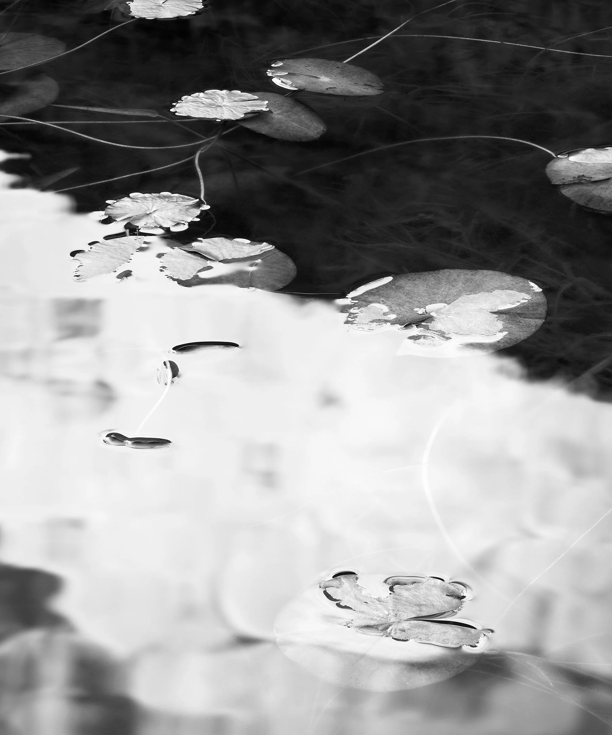 Acadia 2025, Untitled II