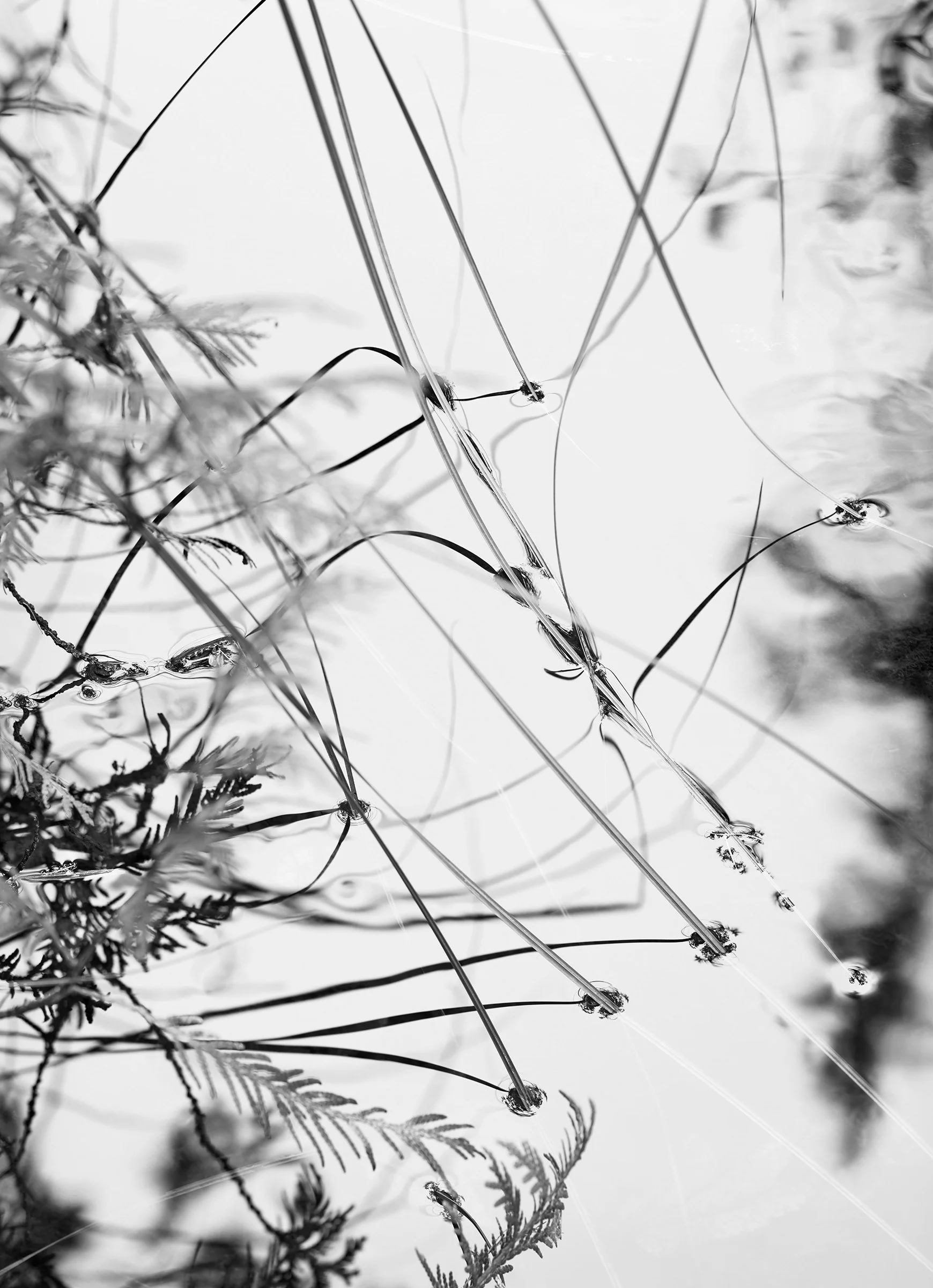 Acadia 2025, Untitled III