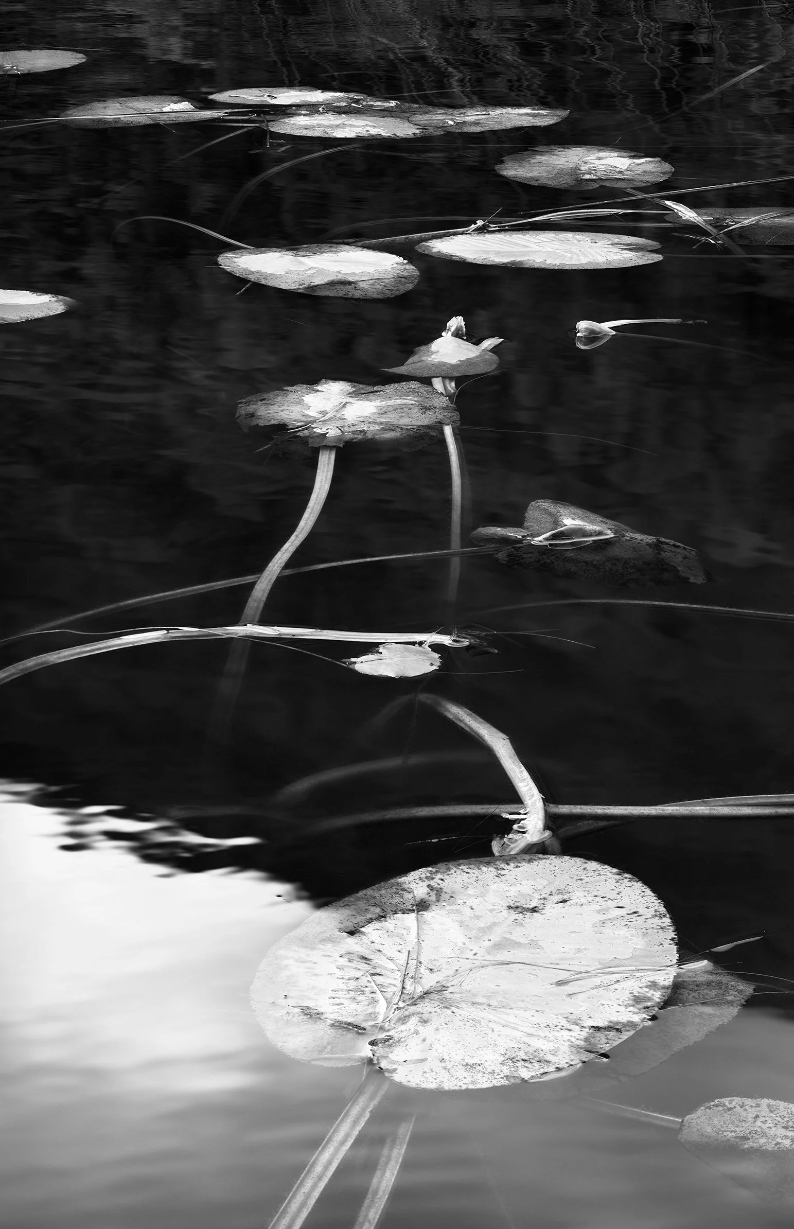 Acadia 2025, Untitled IX