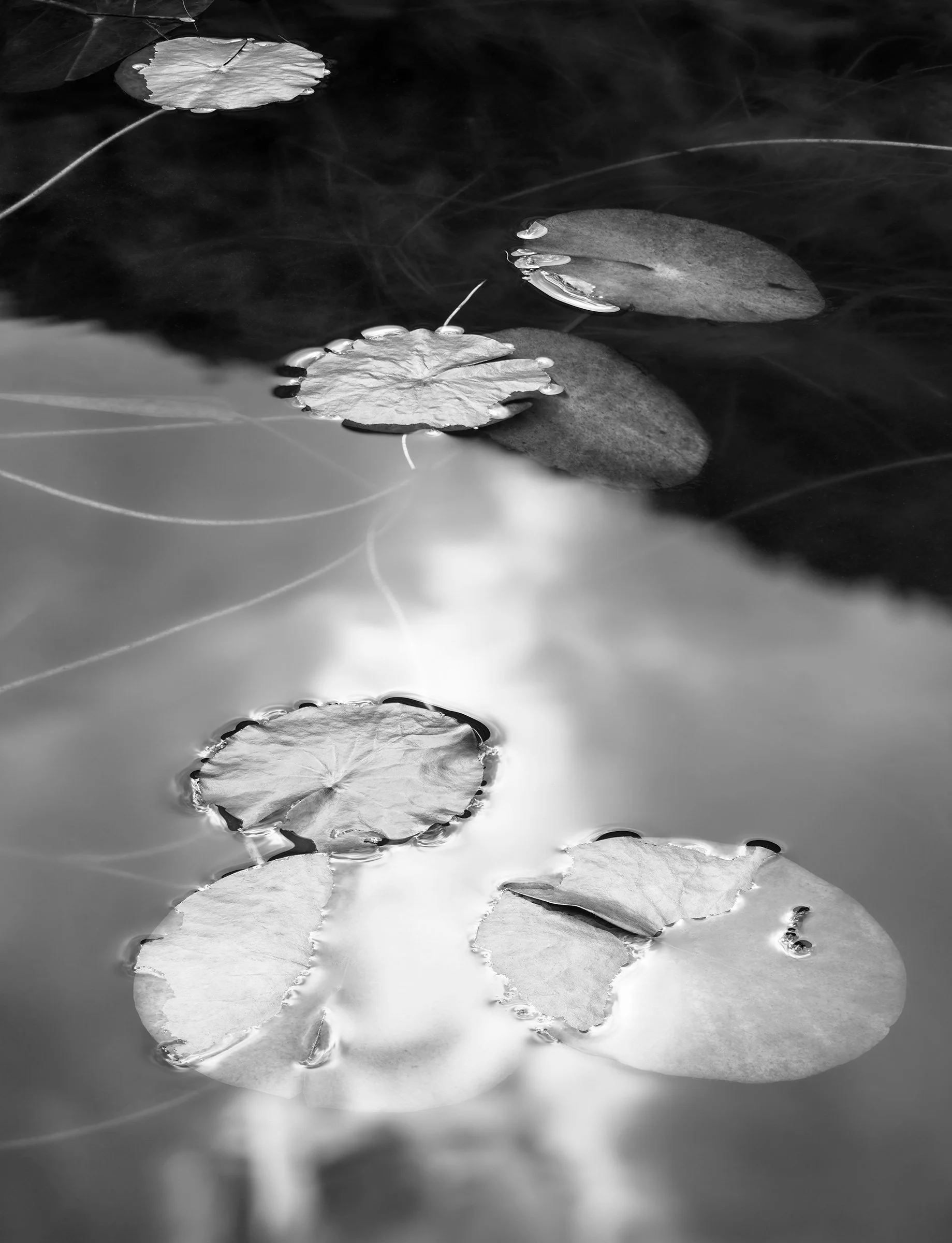 Acadia 2025, Untitled V