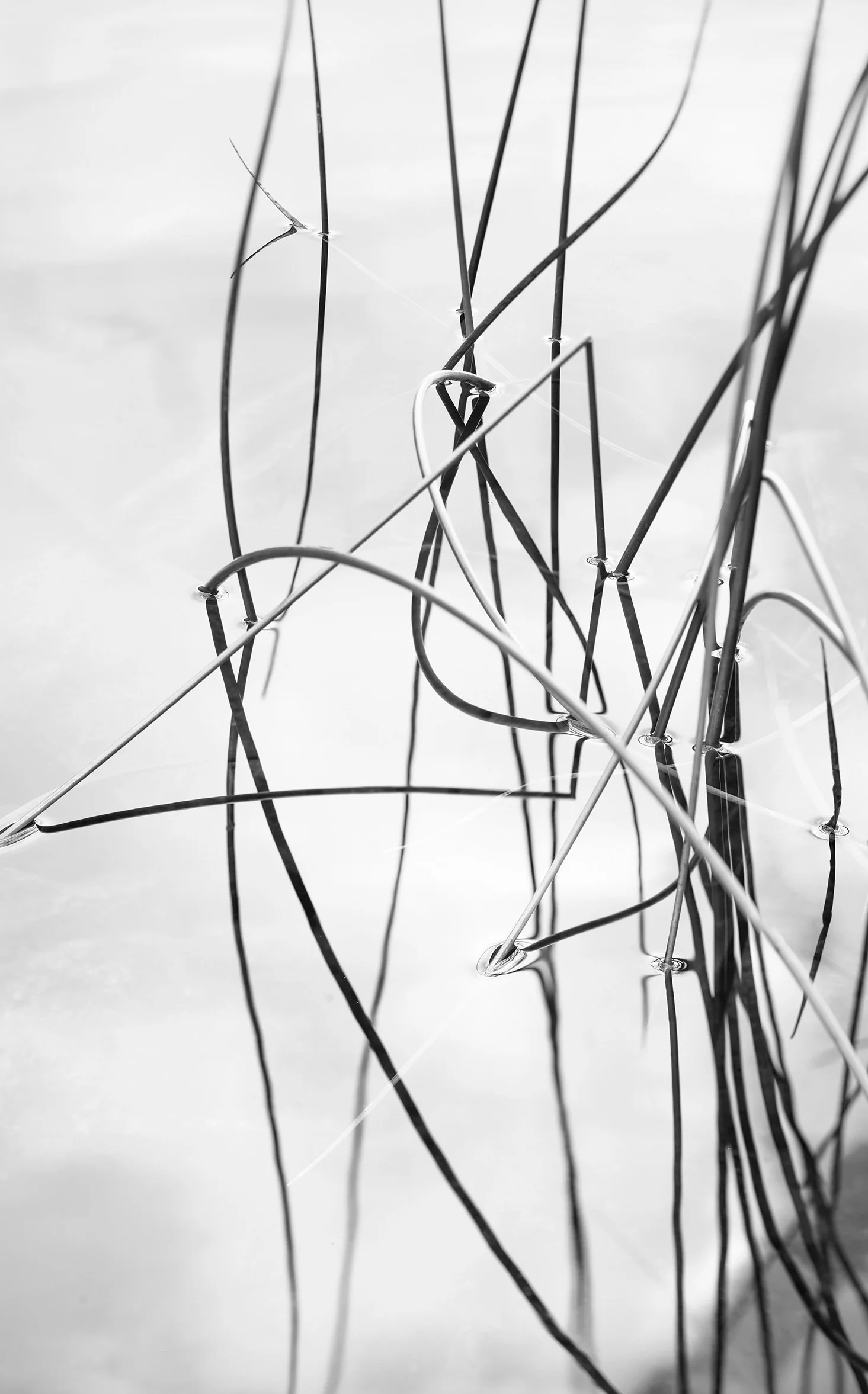 Acadia 2025, Untitled VIII