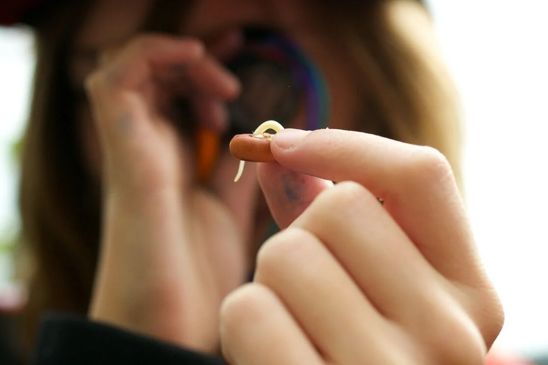 inspecting seed compressed_preview.jpeg