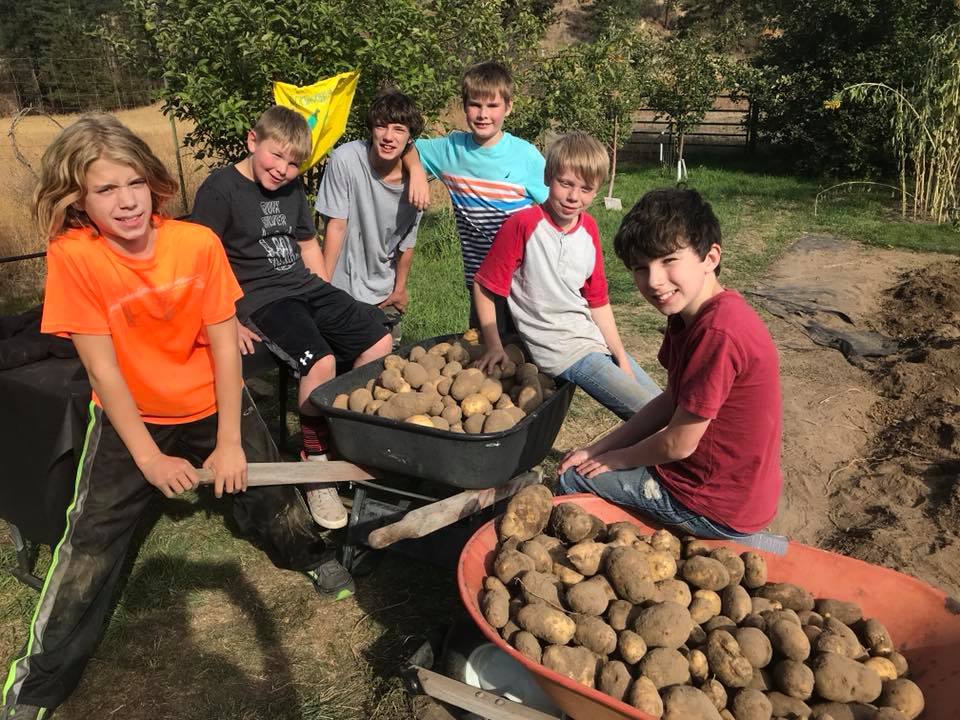 harvest3.jpg