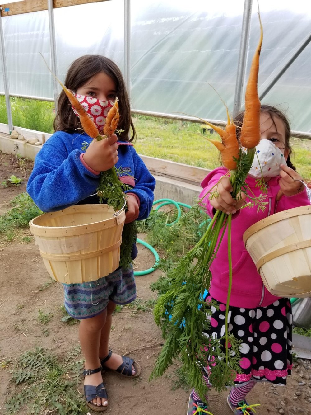 carrot harvest.jpg