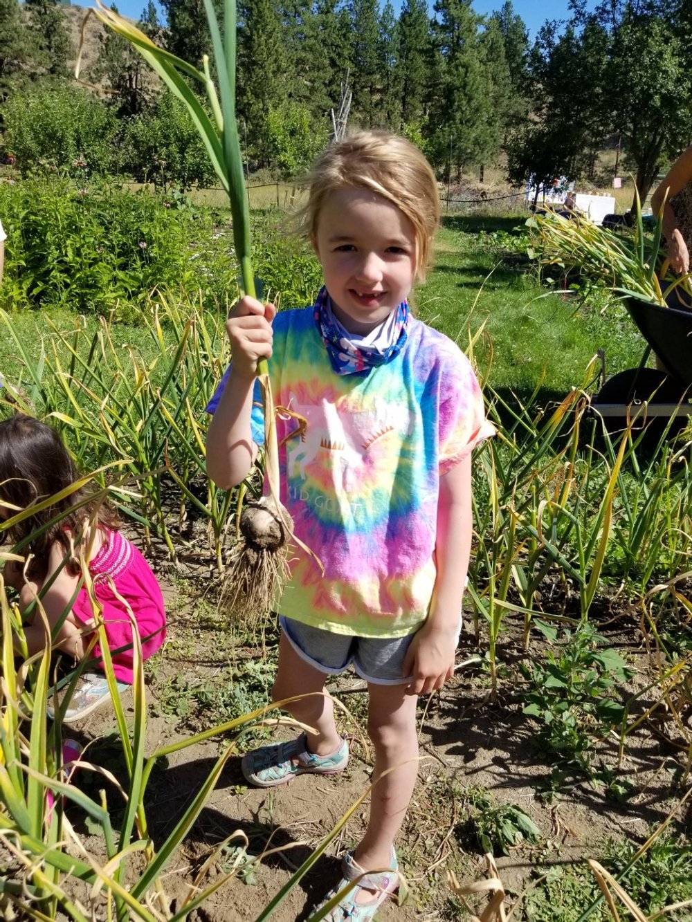 garlic harvest3.jpg