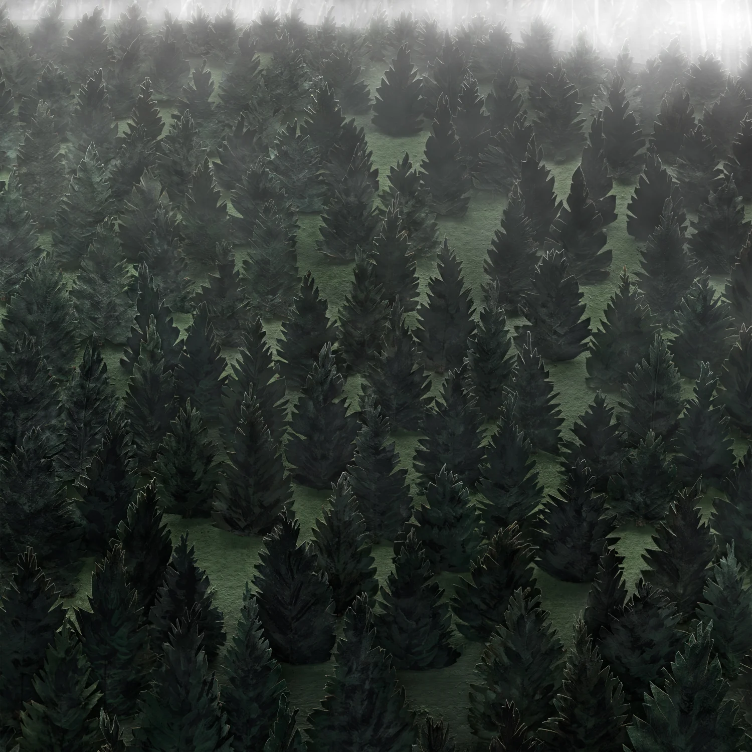 Pine Barren no. 3, 2015, digital pigment prints, 20.5 x 20.5 in