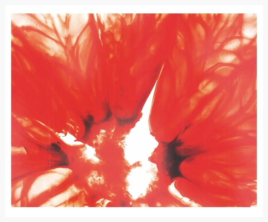 Christine Buffalo, Untitled (cross section of grapefruit), Inkjet Print, 46" x 35", 2008 Project: Work created for a final project in Large Format Printmaking with professor Gregory Page at Cornell University. I was the teaching assistant for the class. 