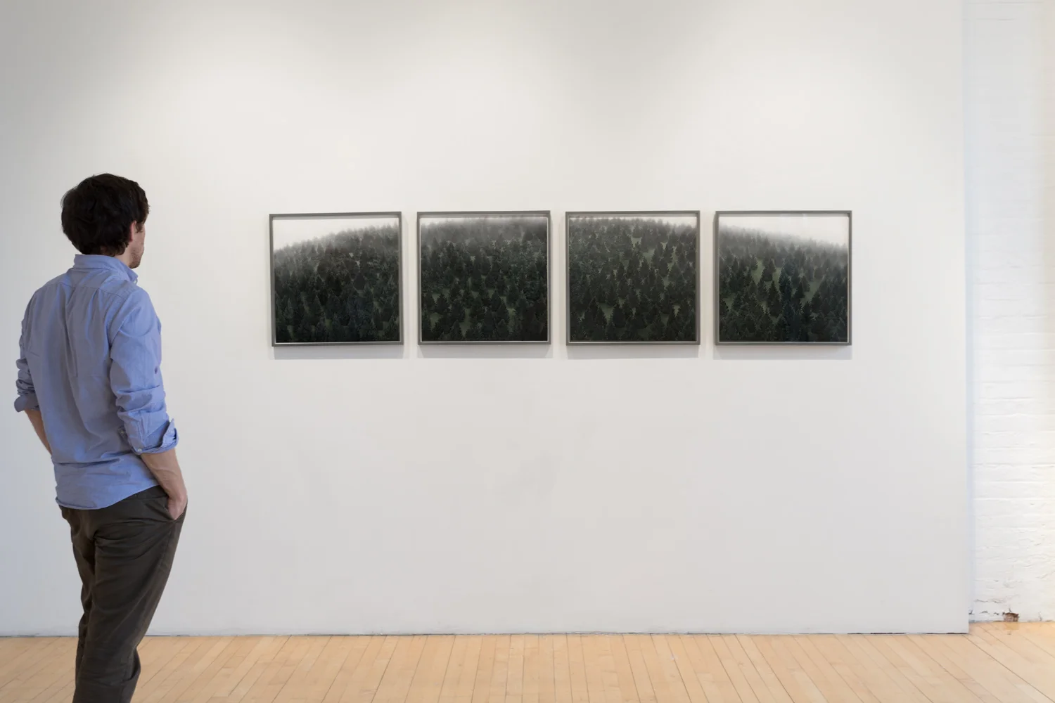 Pine Barren no. 1 – 4 (installation image) Digital Pigment Prints 2015