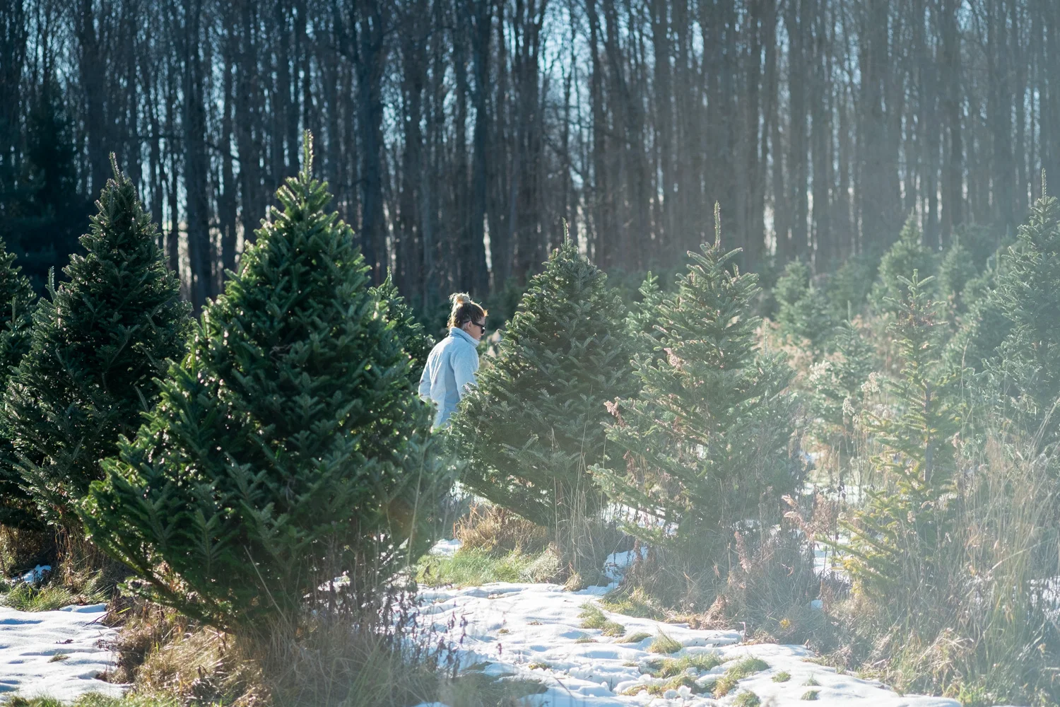 I caught this photo of my sister, Megan, searching for the perfect tree to take home with us.