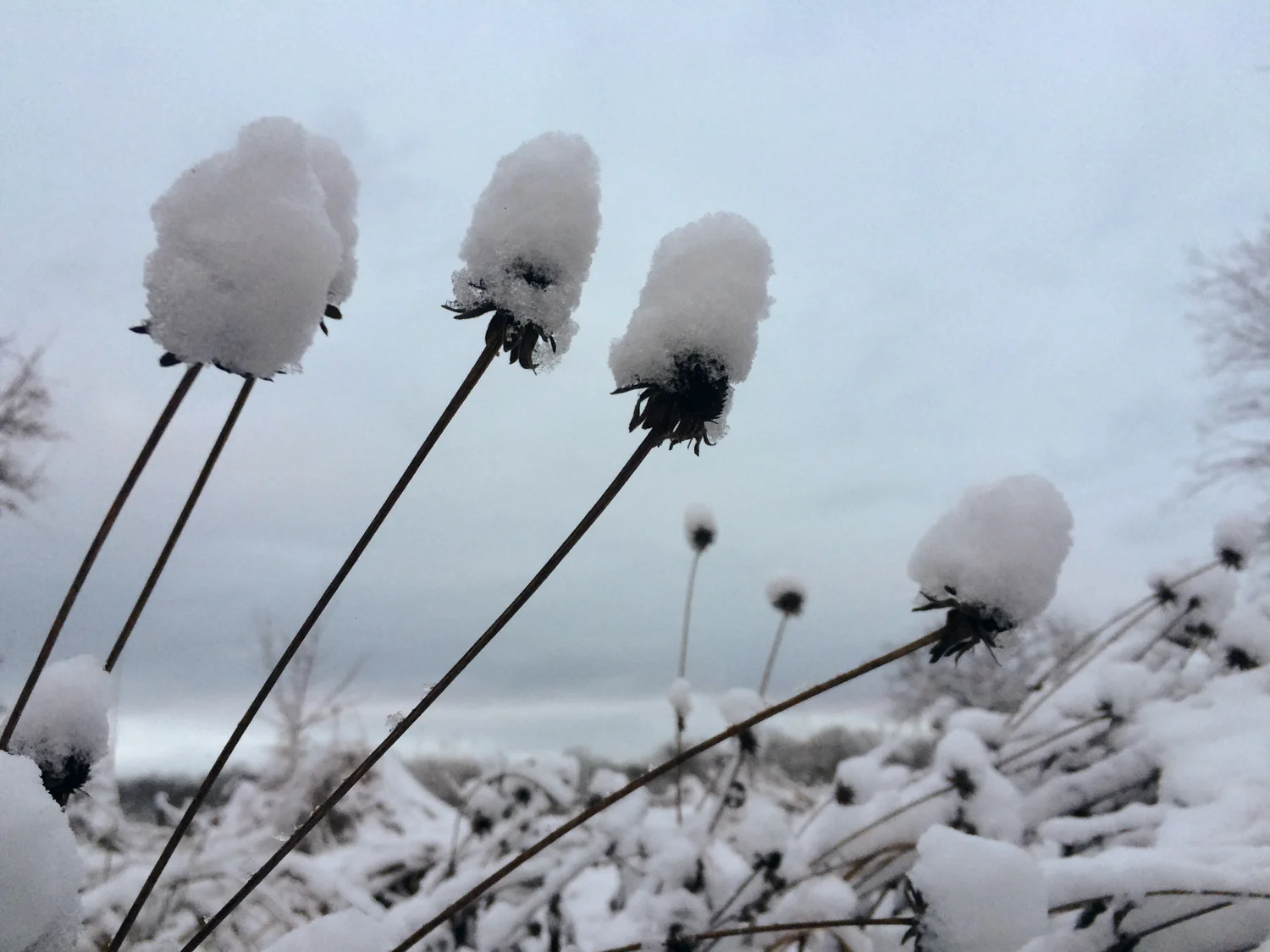 Winter Solstice Snowfall (1 of 3).jpg