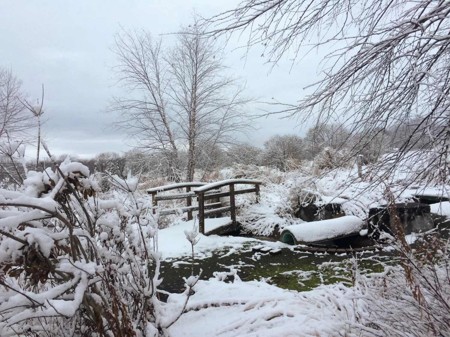 Winter Solstice Snowfall (2 of 3).jpg