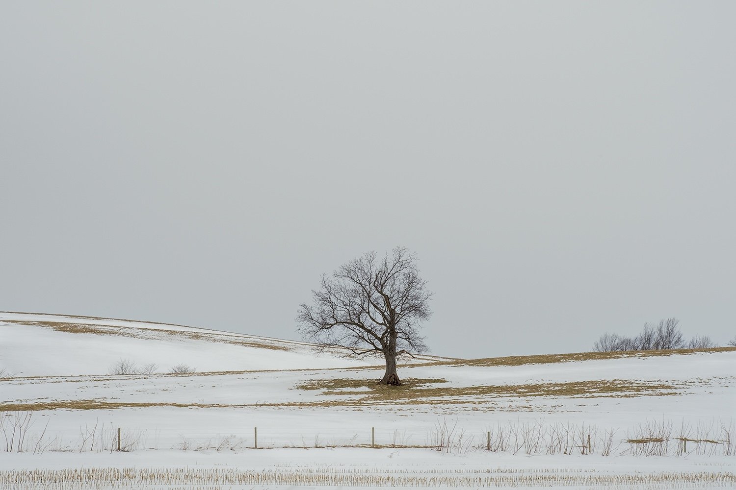 Elbridge Tree