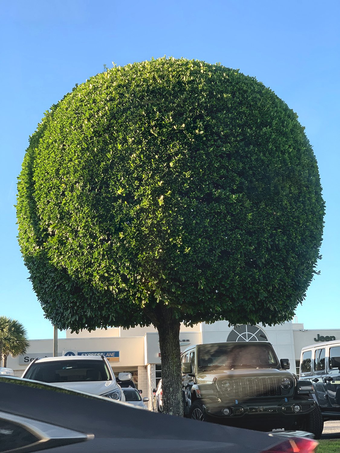 Circular Pruning