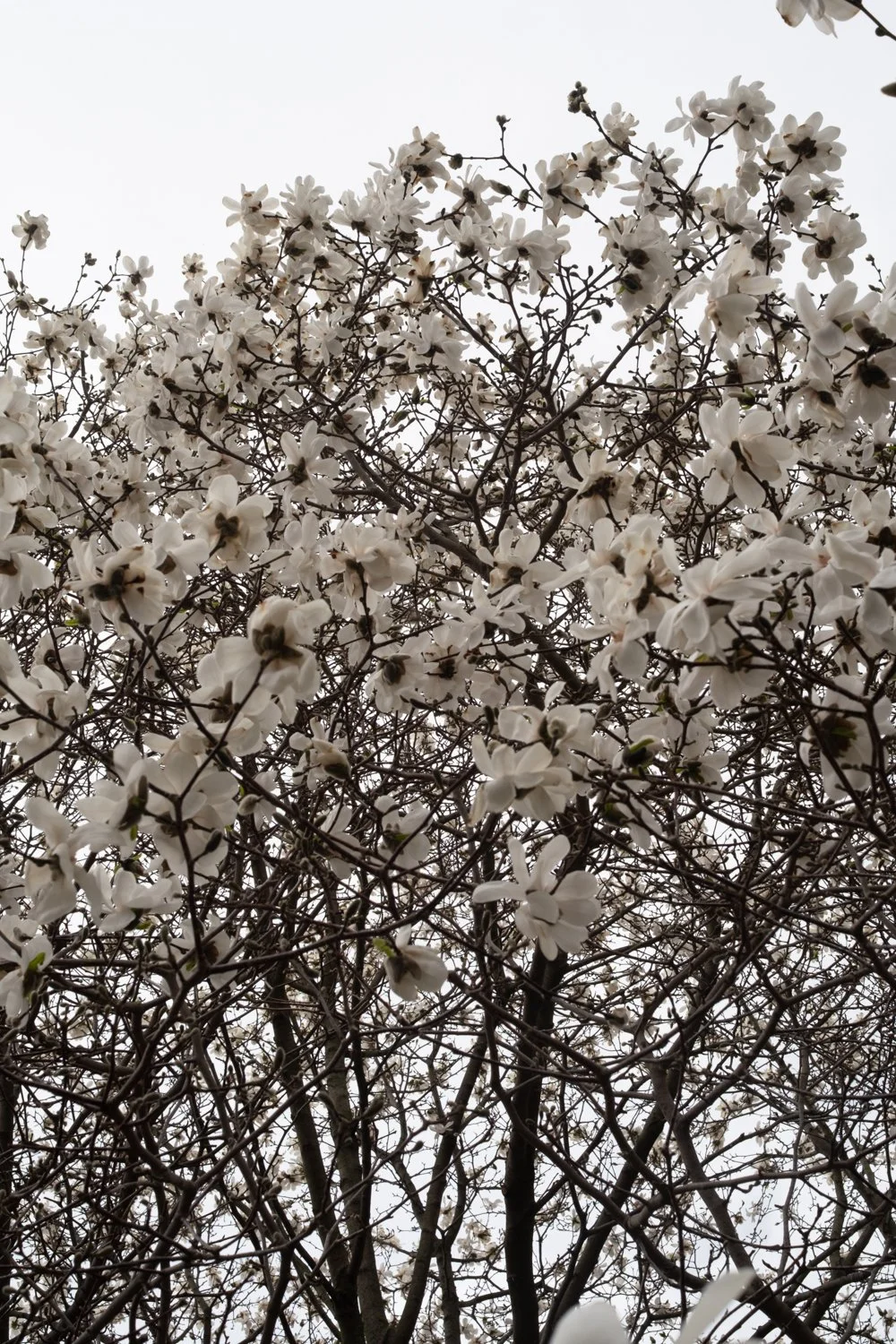 Twelve Days of a Magnolia Tree in Spring