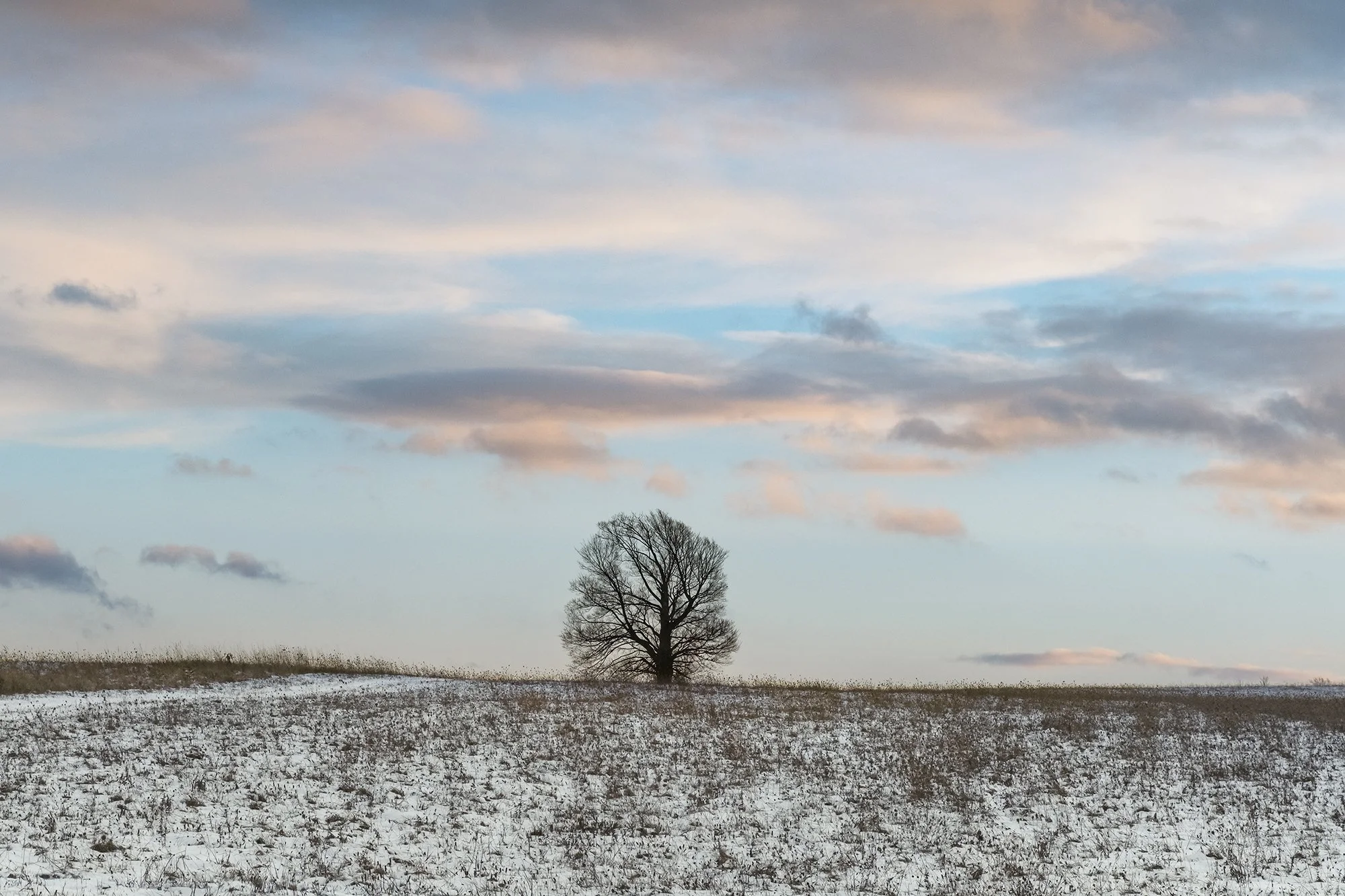 Solitary Trees