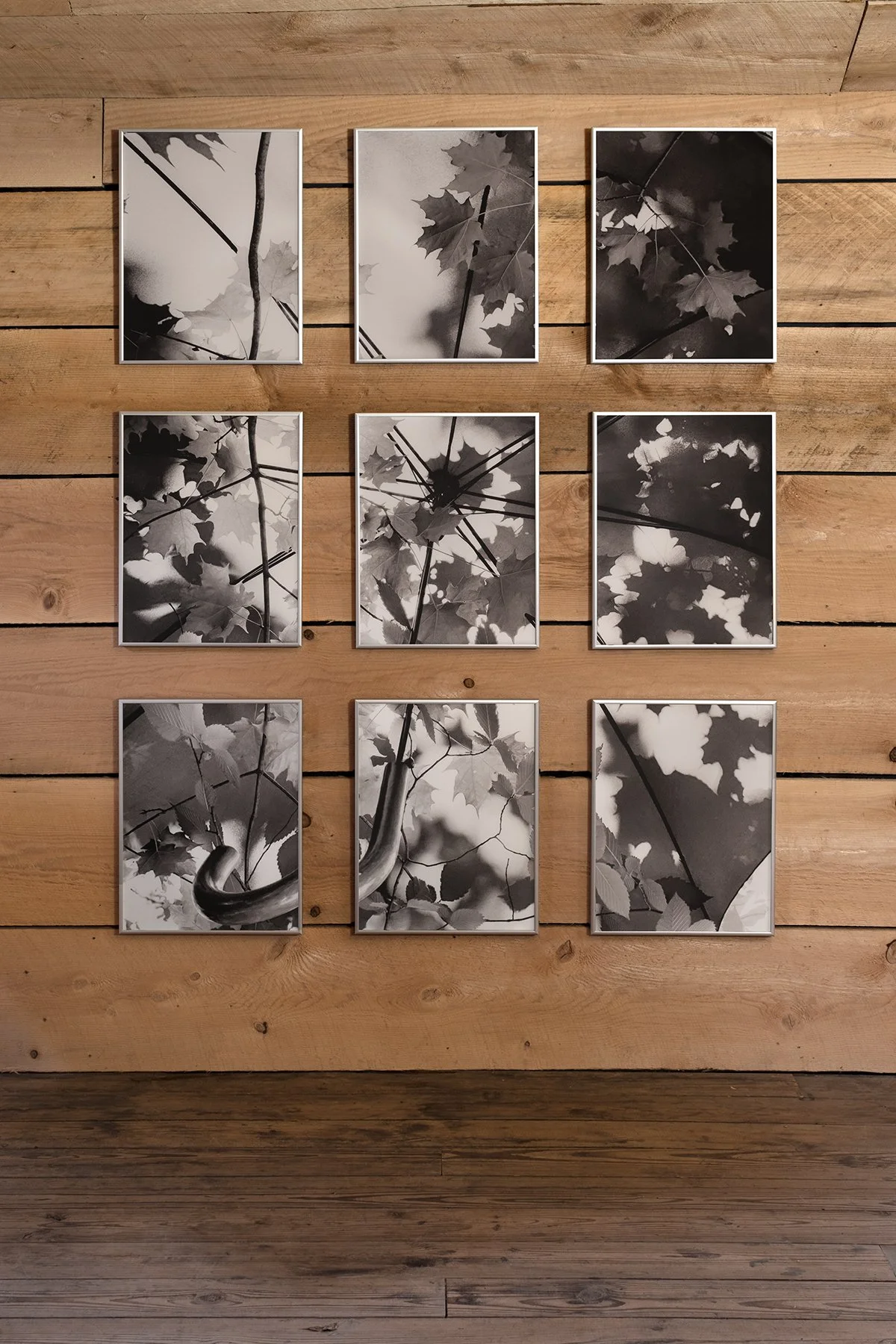   Canopy,  2025, Nine digital pigment prints on matte polyester film, each frame 16 x 12 in  