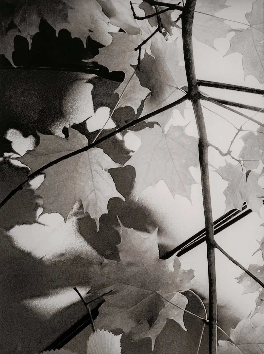   Canopy  (detail, 4 of 9)    