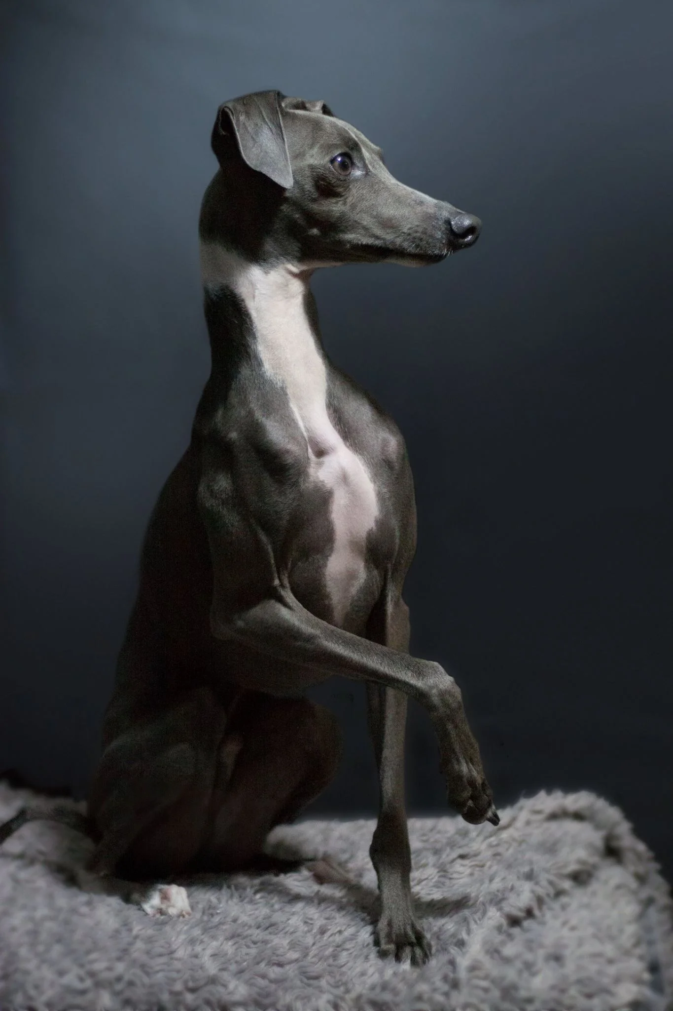iggy.jpg