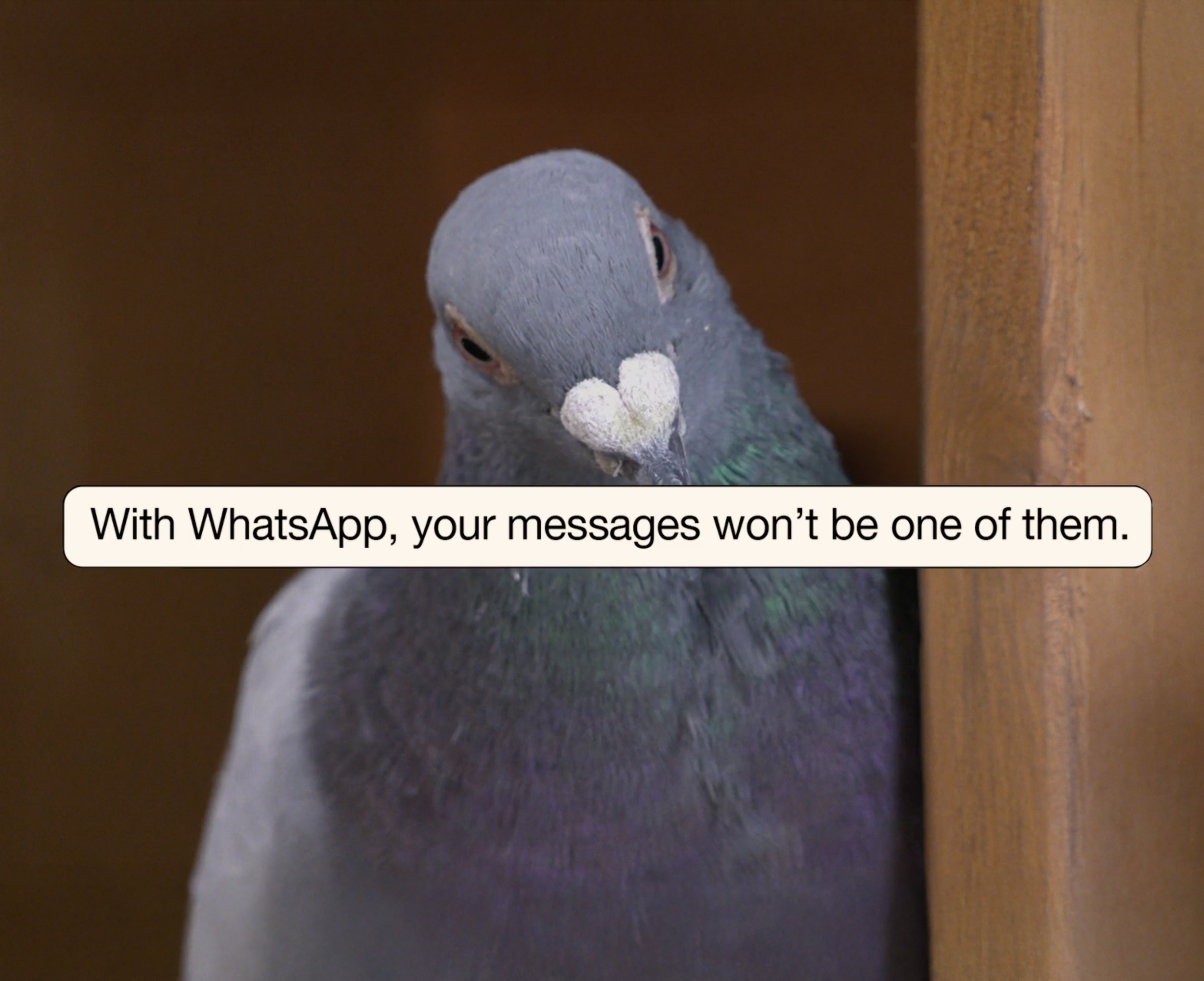 Privacy Bird 2.png