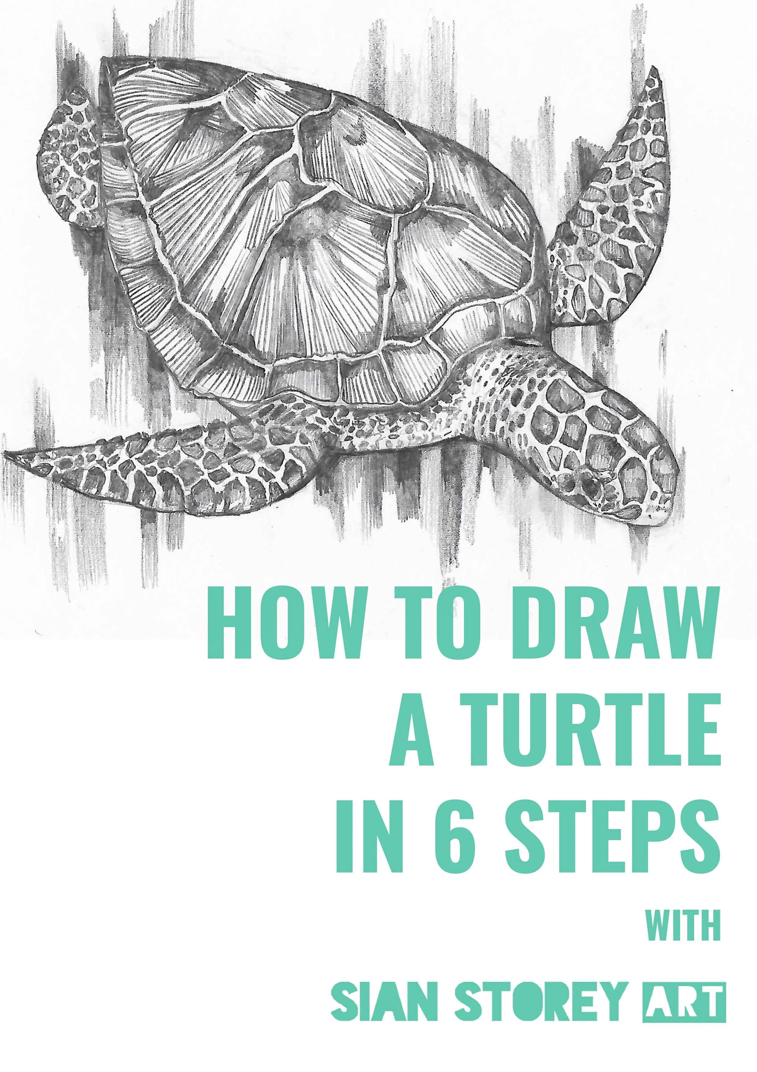 Sea Turtle Drawing Tutorial